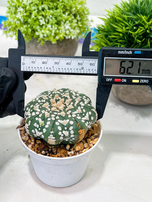 Custom Order- We’ll send you the exact live plant pictured (T3) (G4) | Vegas Seller | 3" Pot