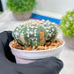 Custom Order- We’ll send you the exact live plant pictured (T3) (G4) | Vegas Seller | 3" Pot