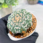 Custom Order- We’ll send you the exact live plant pictured (T3) (G4) | Vegas Seller | 3" Pot