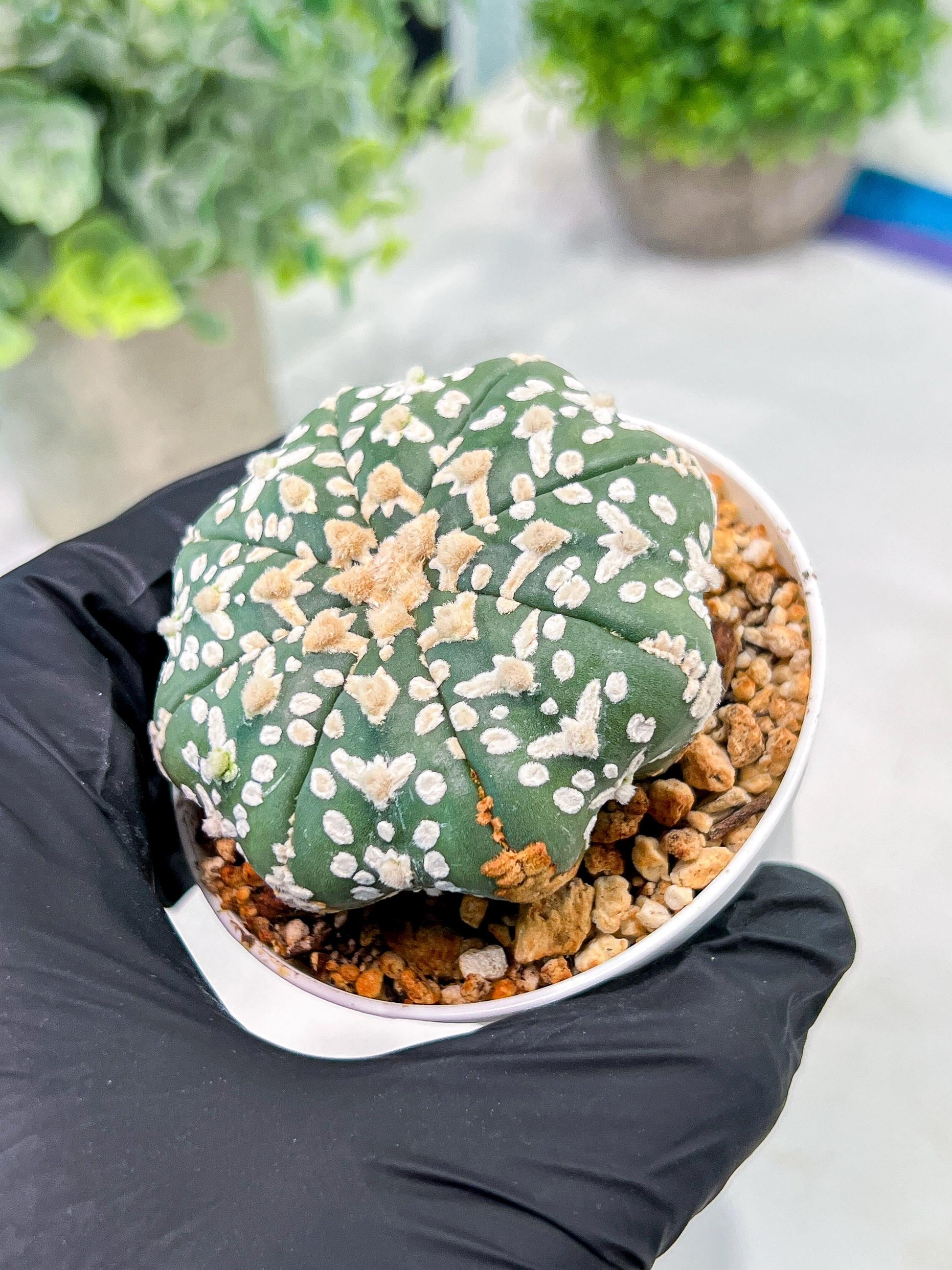 Custom Order- We’ll send you the exact live plant pictured (T3) (G4) | Vegas Seller | 3" Pot