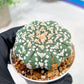 Custom Order- We’ll send you the exact live plant pictured (T3) (G4) | Vegas Seller | 3" Pot