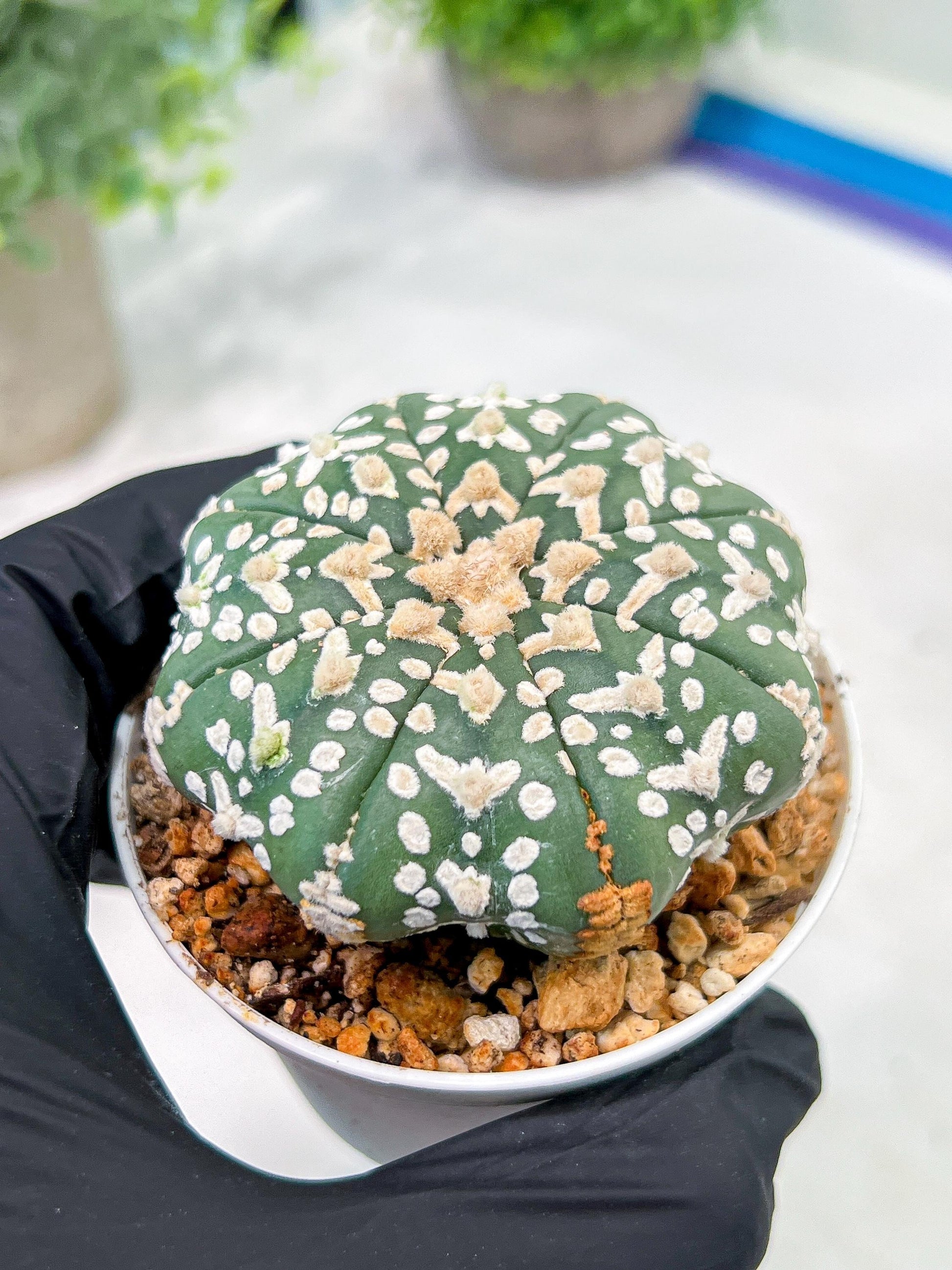 Custom Order- We’ll send you the exact live plant pictured (T3) (G4) | Vegas Seller | 3" Pot