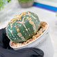 Custom Order- We’ll send you the exact live plant pictured (T3) (G5) | USA Plant SHOP | 3" Pot