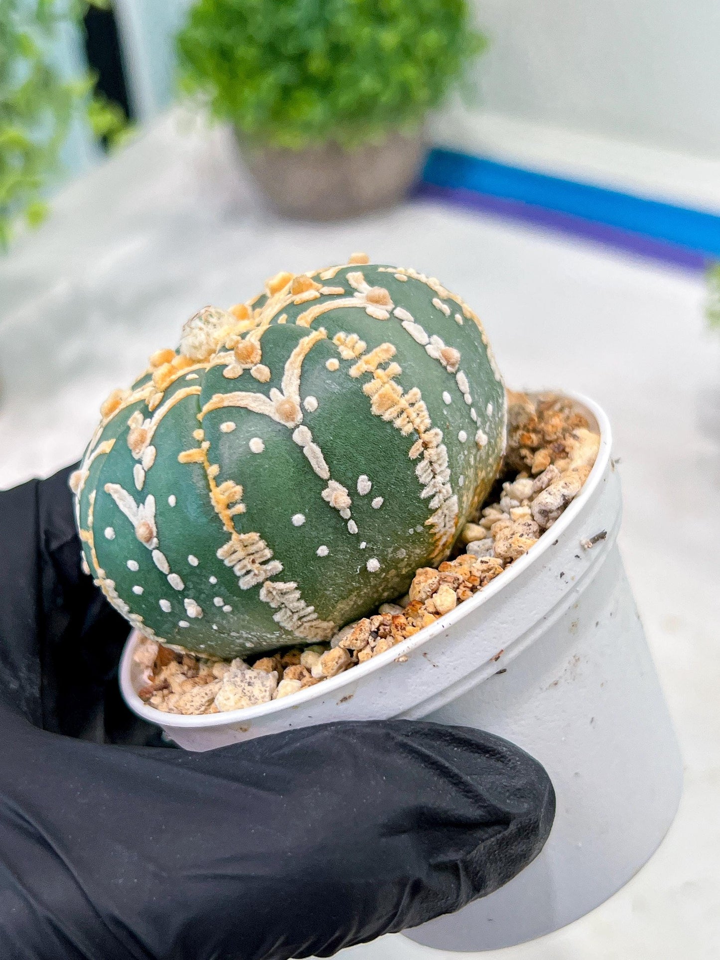Custom Order- We’ll send you the exact live plant pictured (T3) (G5) | USA Plant SHOP | 3" Pot