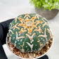 Custom Order- We’ll send you the exact live plant pictured (T3) (G5) | USA Plant SHOP | 3" Pot