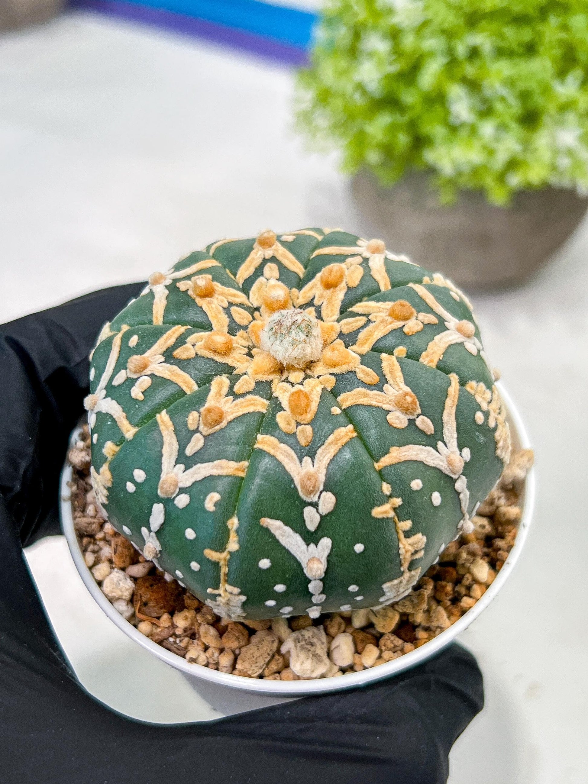 Custom Order- We’ll send you the exact live plant pictured (T3) (G5) | USA Plant SHOP | 3" Pot