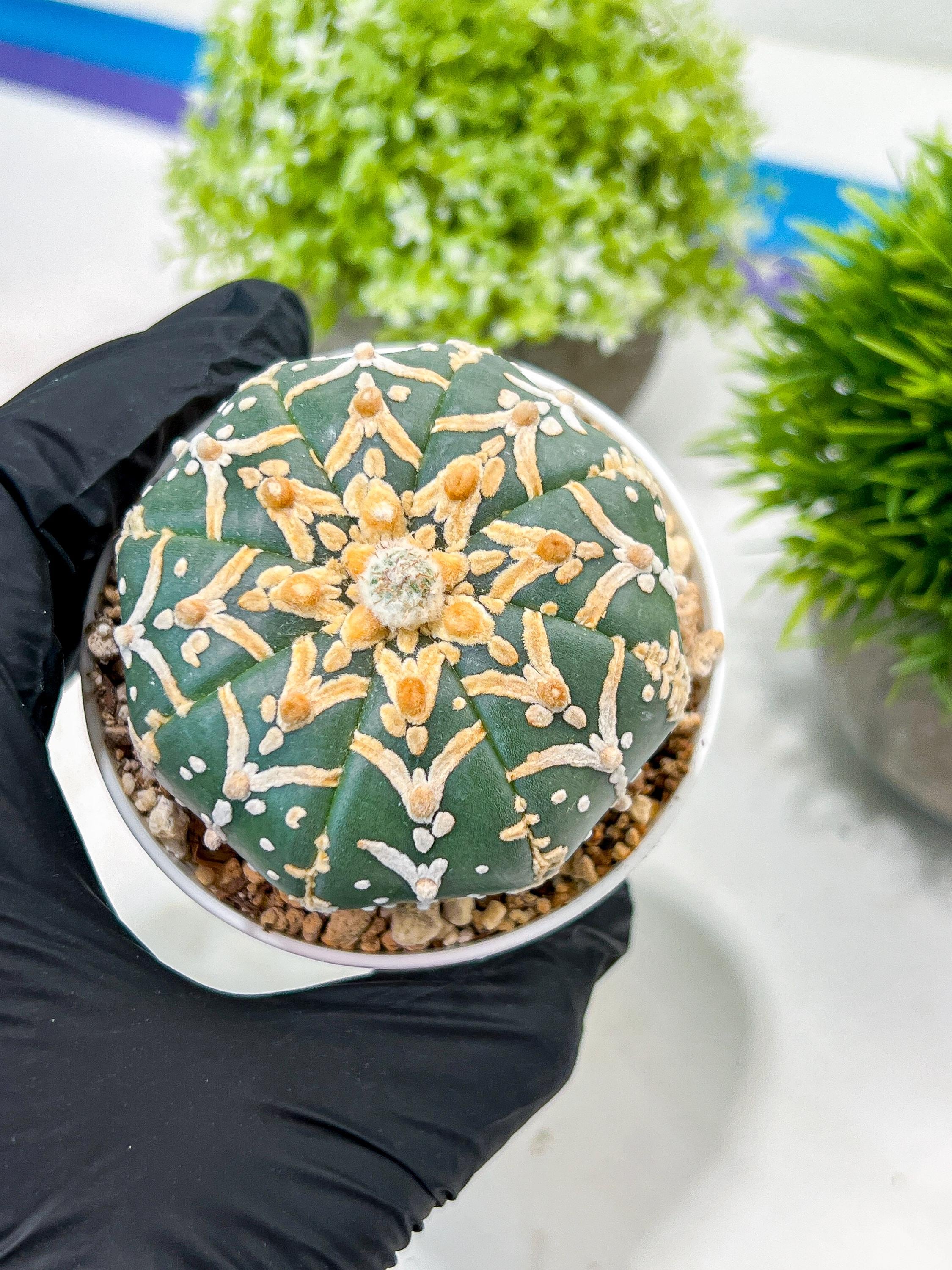 Custom Order- We’ll send you the exact live plant pictured (T3) (G5) | USA Plant SHOP | 3