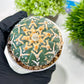 Custom Order- We’ll send you the exact live plant pictured (T3) (G5) | USA Plant SHOP | 3" Pot
