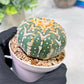 Custom Order- We’ll send you the exact live plant pictured (T3) (G5) | USA Plant SHOP | 3" Pot