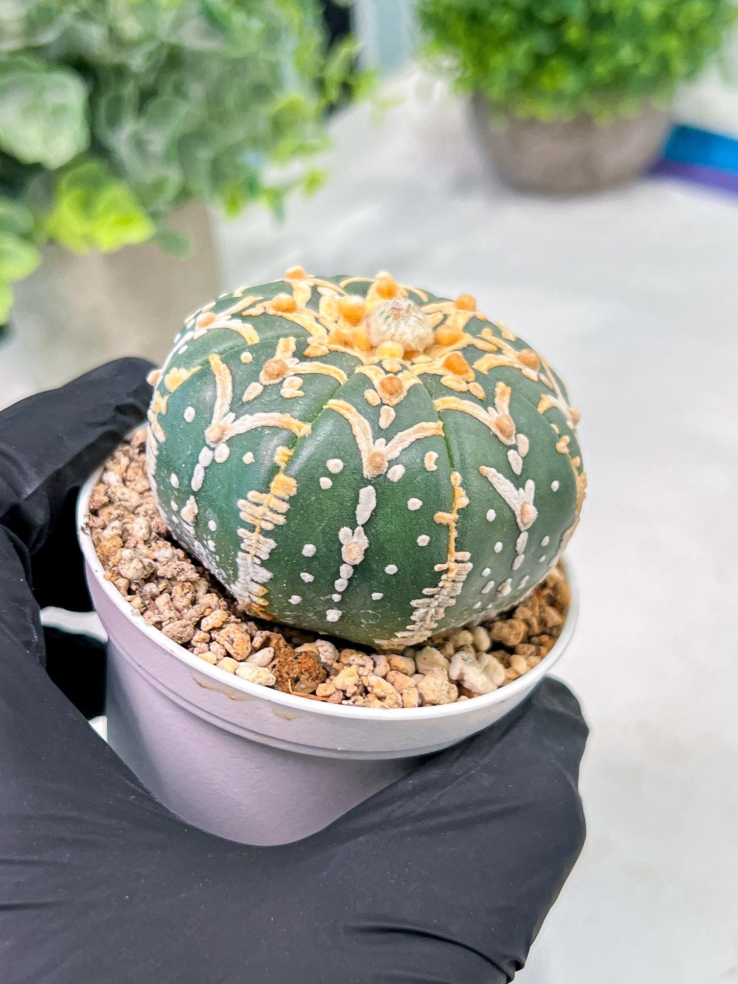Custom Order- We’ll send you the exact live plant pictured (T3) (G5) | USA Plant SHOP | 3" Pot