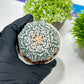 Custom Order- We’ll send you the exact live plant pictured (T3) (G6) | Ship from USA | 3" Pot