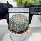 Custom Order- We’ll send you the exact live plant pictured (T3) (G6) | Ship from USA | 3" Pot