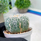 Custom Order- We’ll send you the exact live plant pictured (T3) (G6) | Ship from USA | 3" Pot