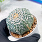 Custom Order- We’ll send you the exact live plant pictured (T3) (G6) | Ship from USA | 3" Pot
