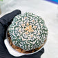 Custom Order- We’ll send you the exact live plant pictured (T3) (G6) | Ship from USA | 3" Pot