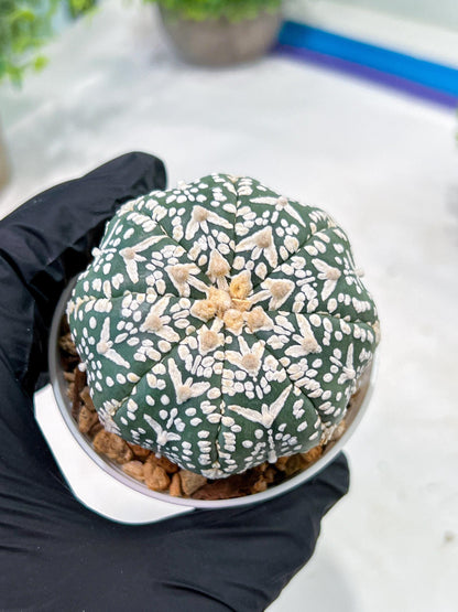 Custom Order- We’ll send you the exact live plant pictured (T3) (G6) | Ship from USA | 3" Pot