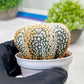 Custom Order- We’ll send you the exact live plant pictured (T3) (G7) | Las Vegas Seller | 3" Pot