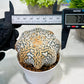 Custom Order- We’ll send you the exact live plant pictured (T3) (G7) | Las Vegas Seller | 3" Pot