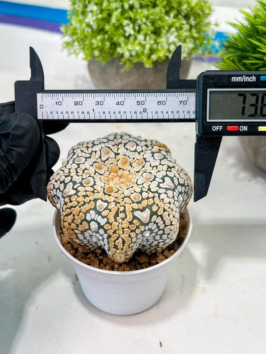Custom Order- We’ll send you the exact live plant pictured (T3) (G7) | Las Vegas Seller | 3" Pot