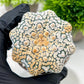 Custom Order- We’ll send you the exact live plant pictured (T3) (G7) | Las Vegas Seller | 3" Pot