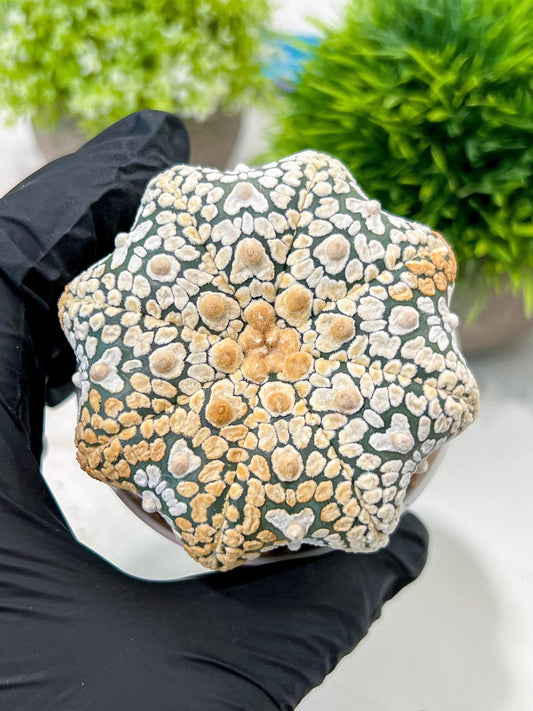 Custom Order- We’ll send you the exact live plant pictured (T3) (G7) | Las Vegas Seller | 3" Pot