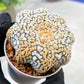 Custom Order- We’ll send you the exact live plant pictured (T3) (G7) | Las Vegas Seller | 3" Pot