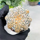 Custom Order- We’ll send you the exact live plant pictured (T3) (G7) | Las Vegas Seller | 3" Pot