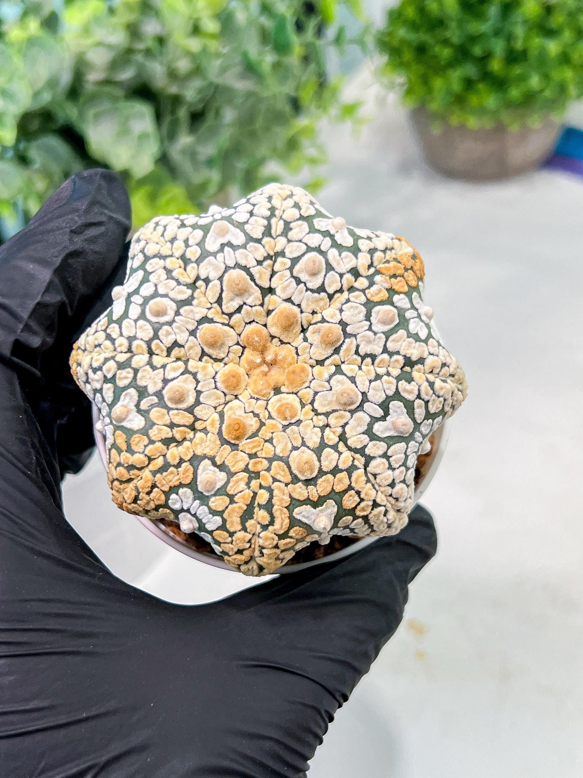 Custom Order- We’ll send you the exact live plant pictured (T3) (G7) | Las Vegas Seller | 3" Pot
