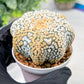 Custom Order- We’ll send you the exact live plant pictured (T3) (G7) | Las Vegas Seller | 3" Pot