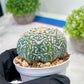 Custom Order- We’ll send you the exact live plant pictured (T3) (R1) | NEVADA Plant Seller | 3" Pot