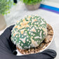 Custom Order- We’ll send you the exact live plant pictured (T3) (R2) | NEVADA Plant Seller | 3" Pot