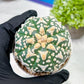 Custom Order- We’ll send you the exact live plant pictured (T3) (R2) | NEVADA Plant Seller | 3" Pot