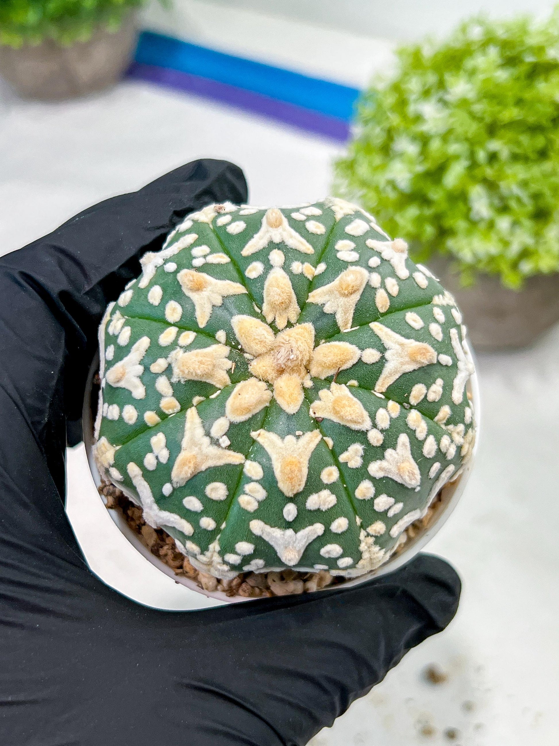 Custom Order- We’ll send you the exact live plant pictured (T3) (R2) | NEVADA Plant Seller | 3" Pot