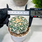 Custom Order- We’ll send you the exact live plant pictured (T3) (R2) | NEVADA Plant Seller | 3" Pot
