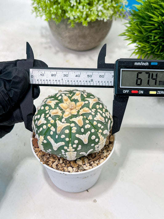 Custom Order- We’ll send you the exact live plant pictured (T3) (R2) | NEVADA Plant Seller | 3" Pot