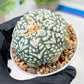 Custom Order- We’ll send you the exact live plant pictured (T3) (R3) | Las Vegas Plant Seller | 3" Pot