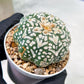Custom Order- We’ll send you the exact live plant pictured (T3) (R3) | Las Vegas Plant Seller | 3" Pot