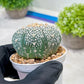 Custom Order- We’ll send you the exact live plant pictured (T3) (R4) | Vegas Seller | 3" Pot