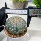 Custom Order- We’ll send you the exact live plant pictured (T3) (R4) | Vegas Seller | 3" Pot