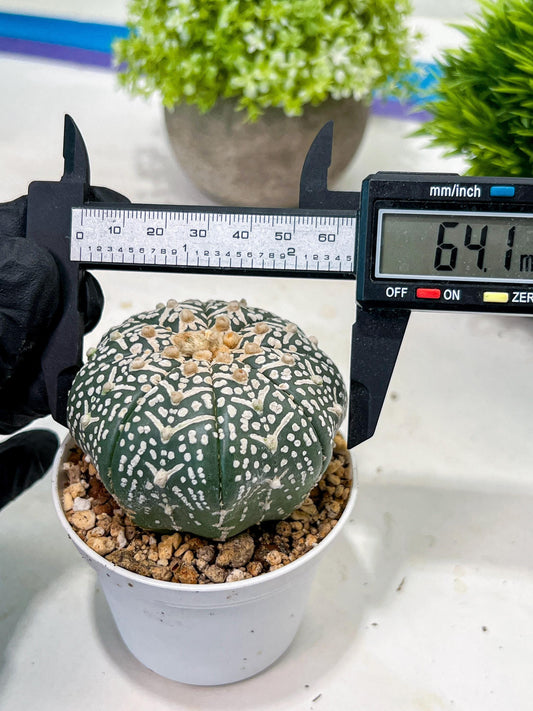 Custom Order- We’ll send you the exact live plant pictured (T3) (R4) | Vegas Seller | 3" Pot