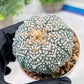 Custom Order- We’ll send you the exact live plant pictured (T3) (R4) | Vegas Seller | 3" Pot