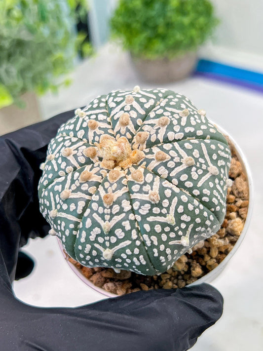 Custom Order- We’ll send you the exact live plant pictured (T3) (R4) | Vegas Seller | 3" Pot