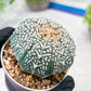 Custom Order- We’ll send you the exact live plant pictured (T3) (R4) | Vegas Seller | 3" Pot
