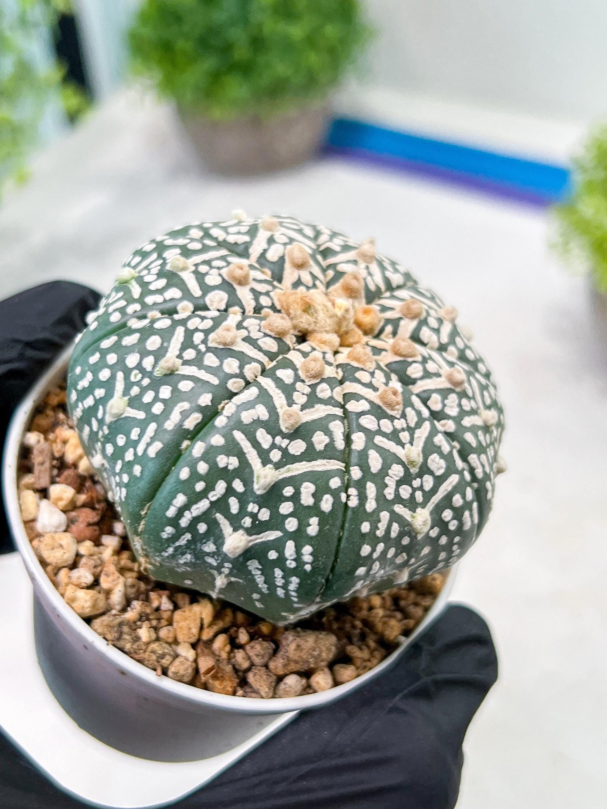Custom Order- We’ll send you the exact live plant pictured (T3) (R4) | Vegas Seller | 3" Pot