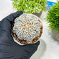 Custom Order- We’ll send you the exact live plant pictured (T3) (R5) | USA Plant SHOP | 3" Pot