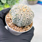 Custom Order- We’ll send you the exact live plant pictured (T3) (R5) | USA Plant SHOP | 3" Pot
