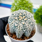 Custom Order- We’ll send you the exact live plant pictured (T3) (R6) | Ship from USA | 3" Pot