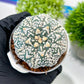 Custom Order- We’ll send you the exact live plant pictured (T3) (R6) | Ship from USA | 3" Pot