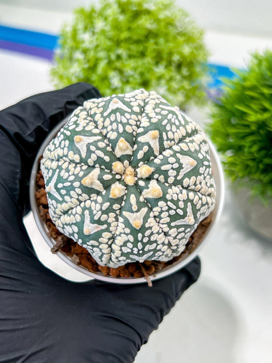 Custom Order- We’ll send you the exact live plant pictured (T3) (R6) | Ship from USA | 3" Pot