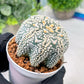 Custom Order- We’ll send you the exact live plant pictured (T3) (R6) | Ship from USA | 3" Pot